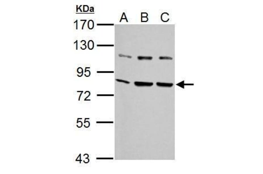Grp78 Antibody from Signalway Antibody (35394) - Antibodies.com