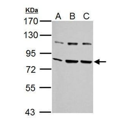 Grp78 Antibody from Signalway Antibody (35394) - Antibodies.com