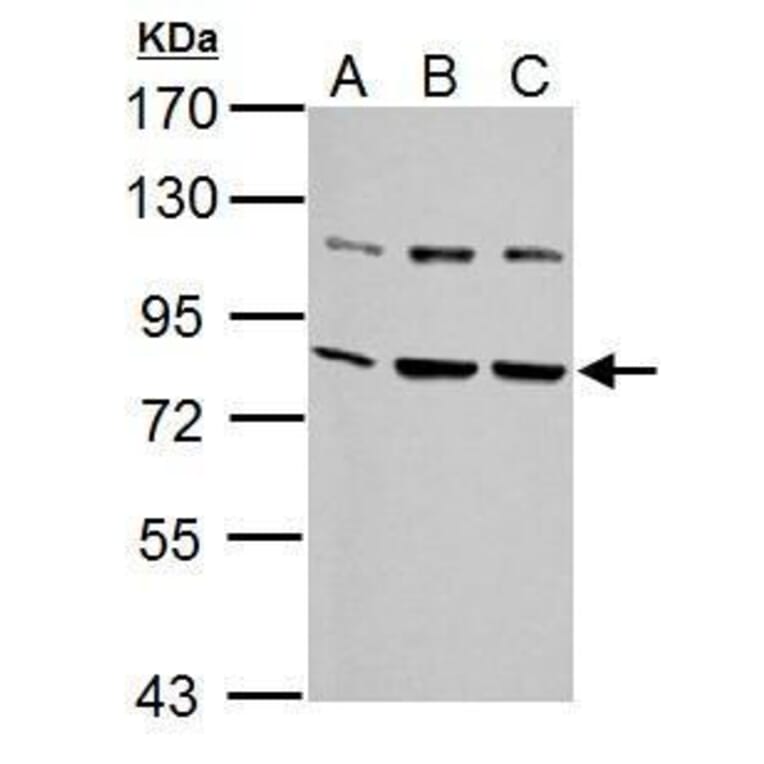 Grp78 Antibody from Signalway Antibody (35394) - Antibodies.com