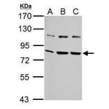 Grp78 Antibody from Signalway Antibody (35394) - Antibodies.com