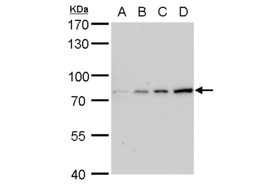 Grp78 Antibody from Signalway Antibody (35394) - Antibodies.com