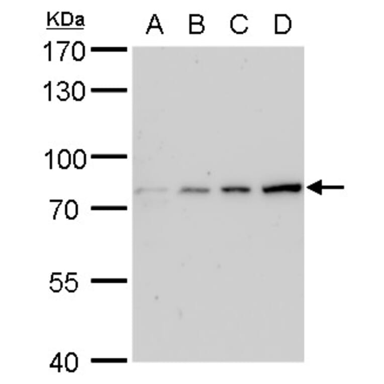 Grp78 Antibody from Signalway Antibody (35394) - Antibodies.com