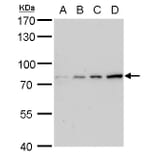 Grp78 Antibody from Signalway Antibody (35394) - Antibodies.com