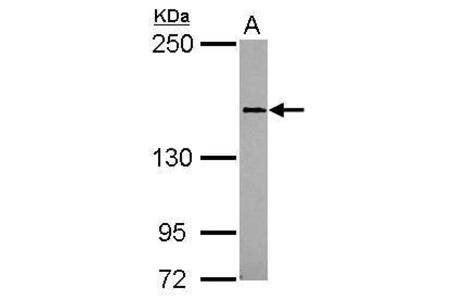 CD100 Antibody from Signalway Antibody (35396) - Antibodies.com