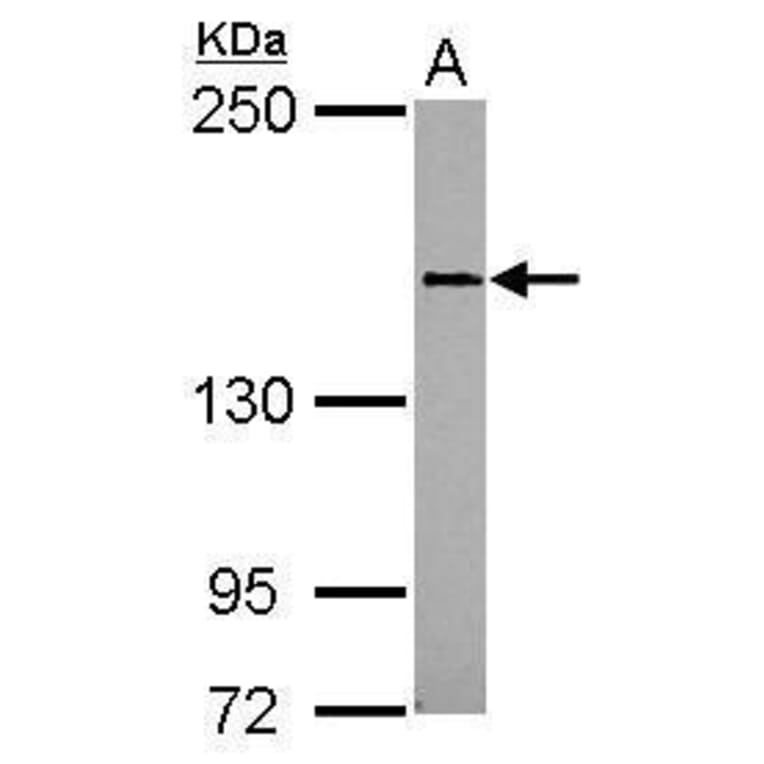 CD100 Antibody from Signalway Antibody (35396) - Antibodies.com