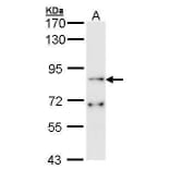 FGFR1 Antibody from Signalway Antibody (35398) - Antibodies.com