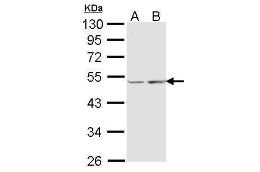 COX15 Antibody from Signalway Antibody (35403) - Antibodies.com