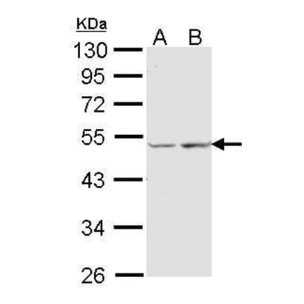COX15 Antibody from Signalway Antibody (35403) - Antibodies.com