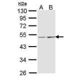 COX15 Antibody from Signalway Antibody (35403) - Antibodies.com