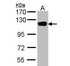 USP16 Antibody from Signalway Antibody (35418) - Antibodies.com