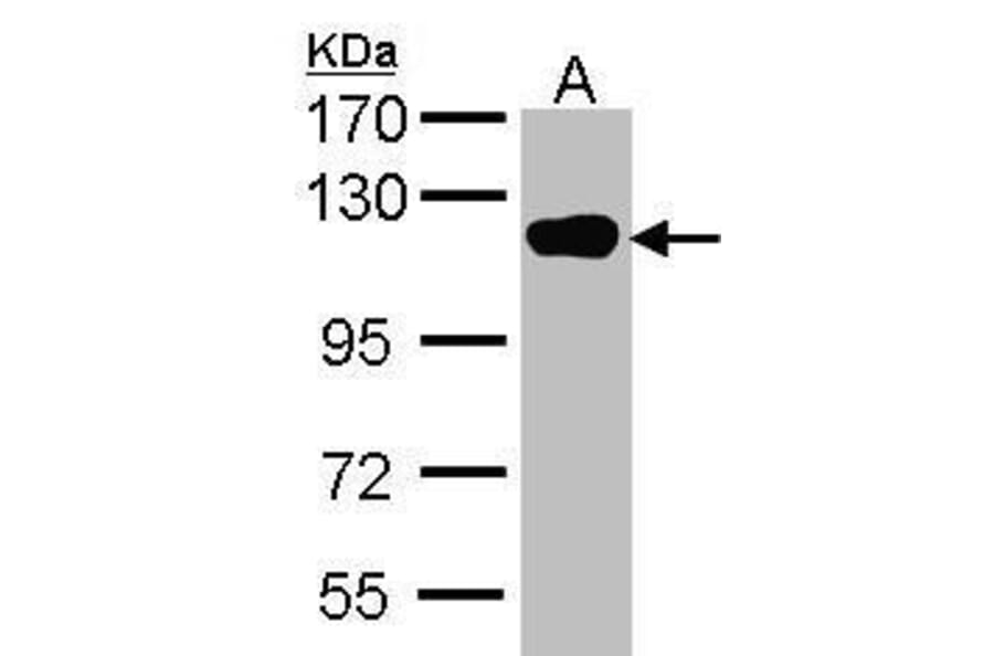 USP16 Antibody from Signalway Antibody (35418) - Antibodies.com