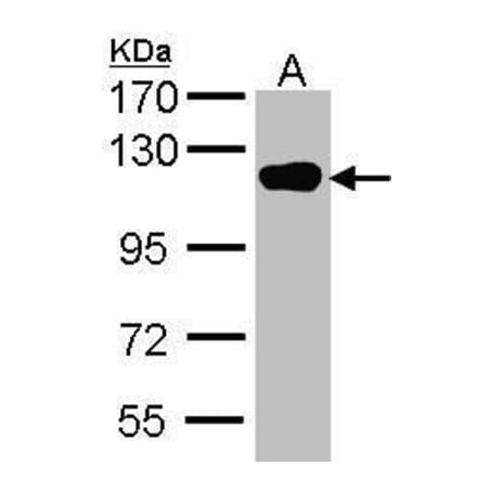 USP16 Antibody from Signalway Antibody (35418) - Antibodies.com