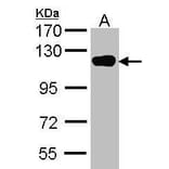 USP16 Antibody from Signalway Antibody (35418) - Antibodies.com