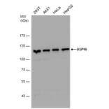 USP16 Antibody from Signalway Antibody (35418) - Antibodies.com