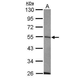 USP14 Antibody from Signalway Antibody (35419) - Antibodies.com