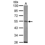 USP14 Antibody from Signalway Antibody (35419) - Antibodies.com