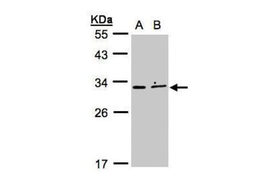 XRCC2 Antibody from Signalway Antibody (35425) - Antibodies.com