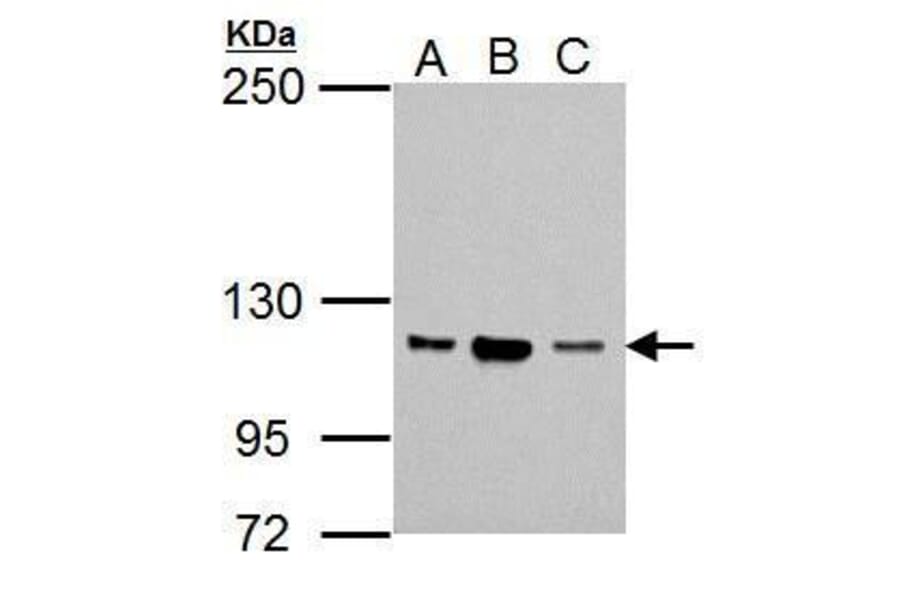NSUN1 Antibody from Signalway Antibody (35431) - Antibodies.com