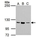 NSUN1 Antibody from Signalway Antibody (35431) - Antibodies.com