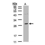 NTAL Antibody from Signalway Antibody (35437) - Antibodies.com