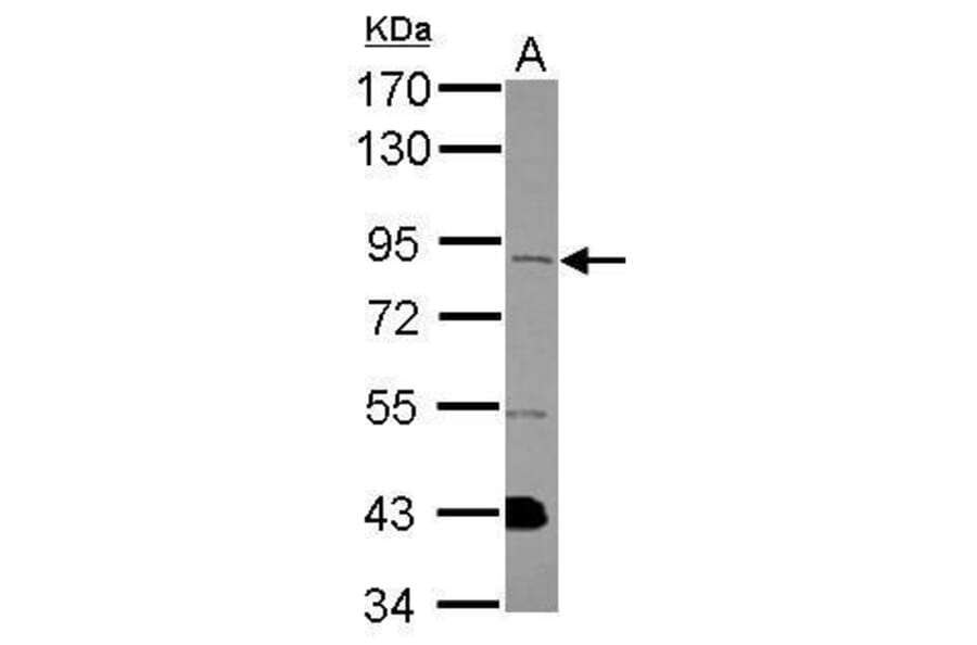FGFR1 Antibody from Signalway Antibody (35443) - Antibodies.com