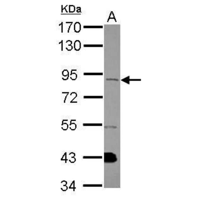 FGFR1 Antibody from Signalway Antibody (35443) - Antibodies.com