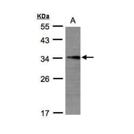 EFHD2 Antibody from Signalway Antibody (35454) - Antibodies.com