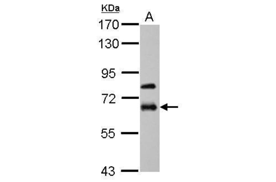 MMP19 Antibody from Signalway Antibody (35461) - Antibodies.com