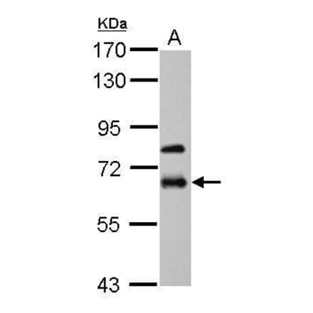 MMP19 Antibody from Signalway Antibody (35461) - Antibodies.com