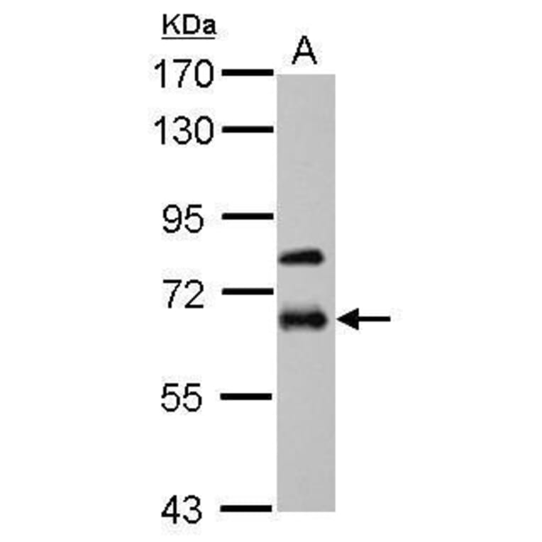 MMP19 Antibody from Signalway Antibody (35461) - Antibodies.com