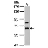 MMP19 Antibody from Signalway Antibody (35461) - Antibodies.com