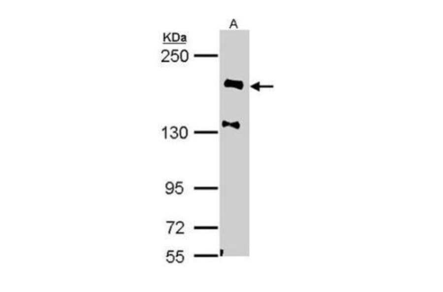 NF-H Antibody from Signalway Antibody (35469) - Antibodies.com