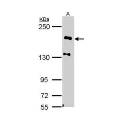 NF-H Antibody from Signalway Antibody (35469) - Antibodies.com
