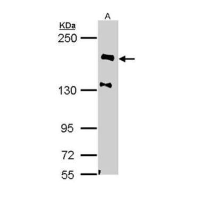 NF-H Antibody from Signalway Antibody (35469) - Antibodies.com