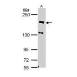 NF-H Antibody from Signalway Antibody (35469) - Antibodies.com