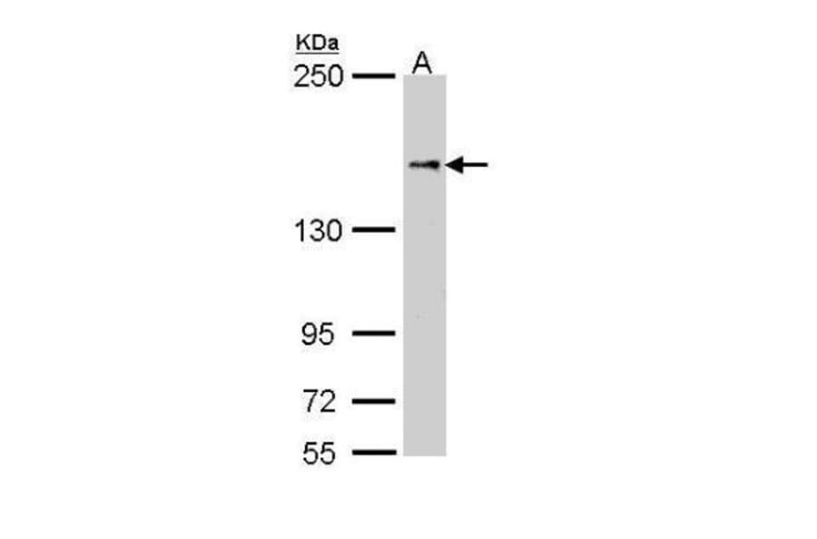 NFAT5 Antibody from Signalway Antibody (35480) - Antibodies.com