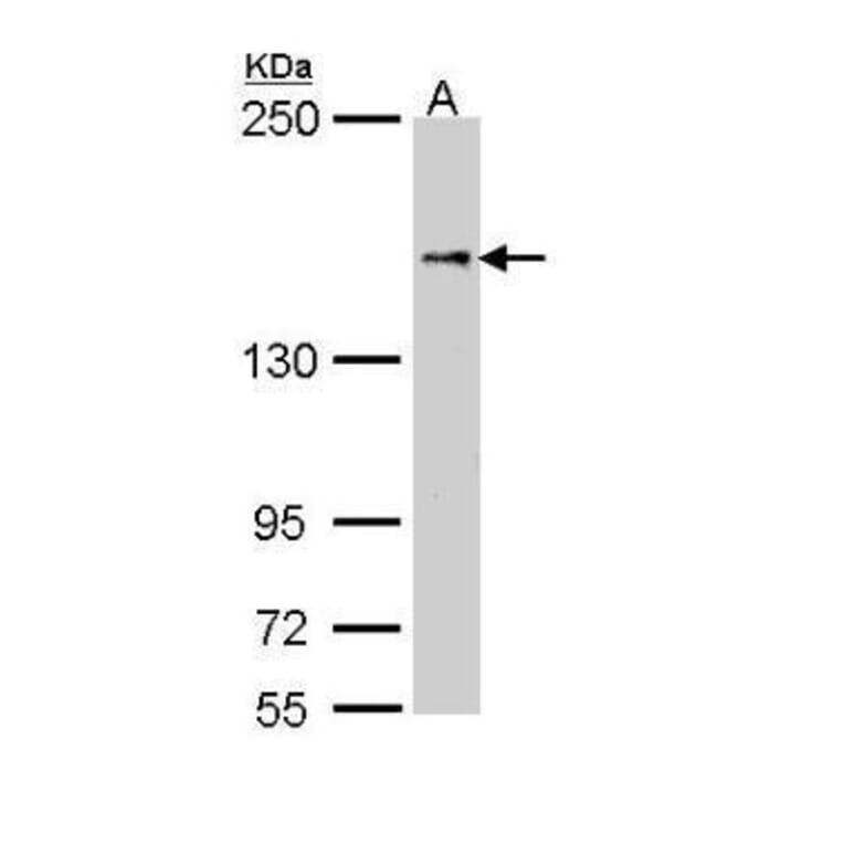 NFAT5 Antibody from Signalway Antibody (35480) - Antibodies.com