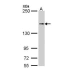 NFAT5 Antibody from Signalway Antibody (35480) - Antibodies.com