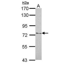 SENP2 Antibody from Signalway Antibody (35483) - Antibodies.com