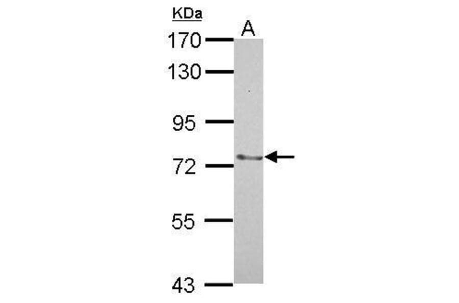 SENP2 Antibody from Signalway Antibody (35483) - Antibodies.com