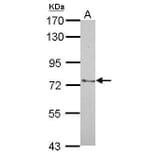 SENP2 Antibody from Signalway Antibody (35483) - Antibodies.com