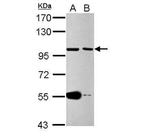 CDC27 Antibody from Signalway Antibody (35484) - Antibodies.com