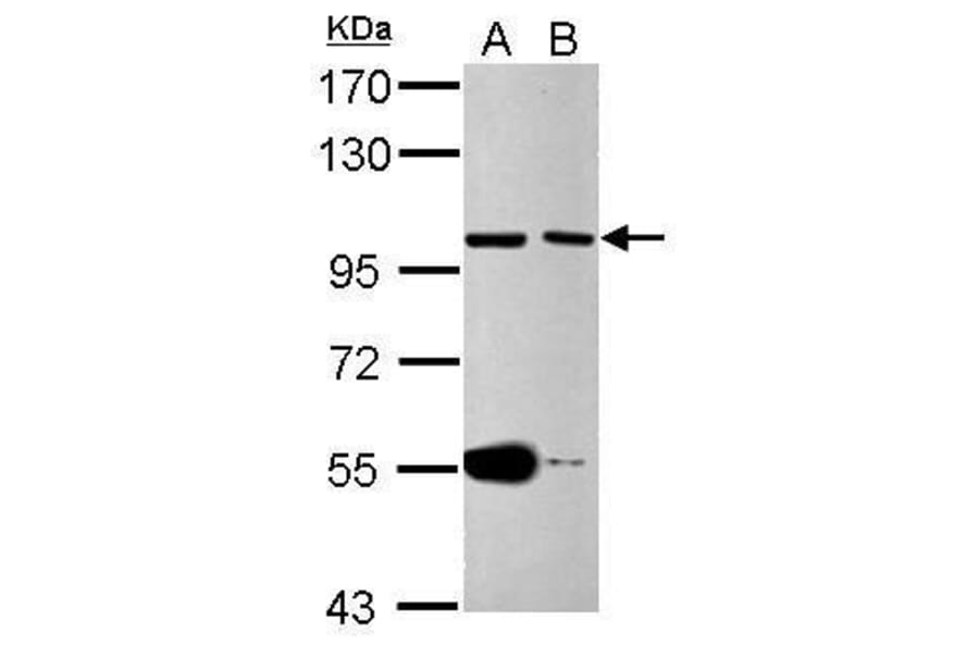 CDC27 Antibody from Signalway Antibody (35484) - Antibodies.com