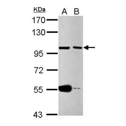 CDC27 Antibody from Signalway Antibody (35484) - Antibodies.com