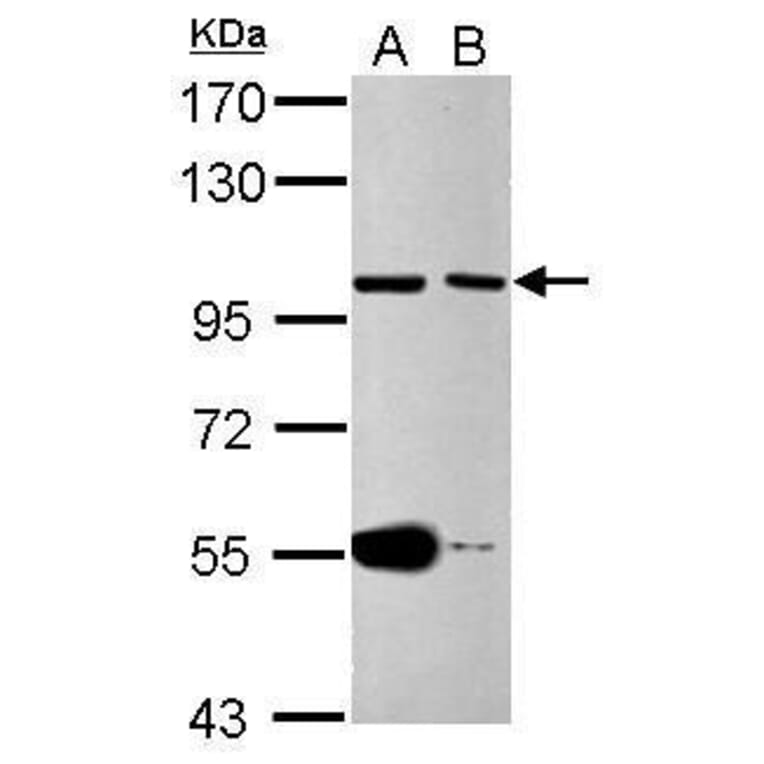 CDC27 Antibody from Signalway Antibody (35484) - Antibodies.com