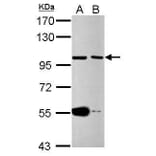 CDC27 Antibody from Signalway Antibody (35484) - Antibodies.com