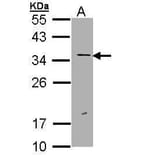 ERCC1 Antibody from Signalway Antibody (35511) - Antibodies.com