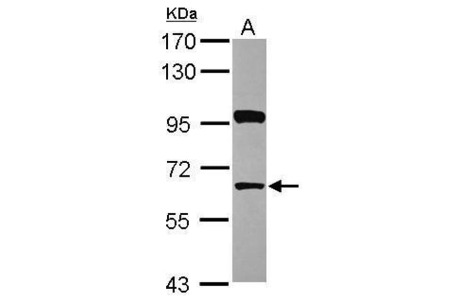 HDAC1 Antibody from Signalway Antibody (35517) - Antibodies.com