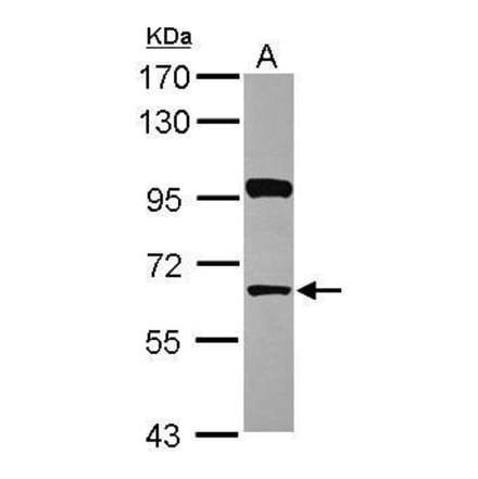 HDAC1 Antibody from Signalway Antibody (35517) - Antibodies.com