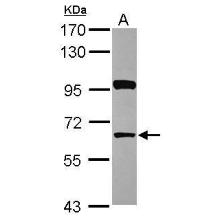 HDAC1 Antibody from Signalway Antibody (35517) - Antibodies.com